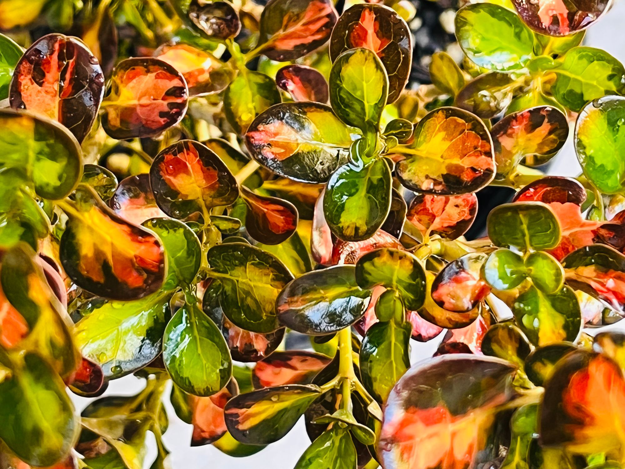 Retail Supply Kerikeri Plant Production